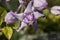 Milkweed blossom