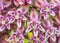 Milkweed Blossom