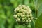 Milkweed Blossom Bud Asclepias