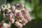 Milkweed Blossom Buds