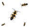 Milkweed bug, icon