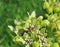 Milkweed bug on a milkweed flower plant