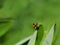 A milkweed bug on a milkweed leaf