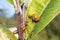 Milkweed Bug (Oncopeltus fasciatus)