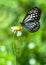 Milkweed Butterfly