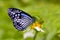 Milkweed butterfly