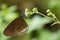 Milkweed butterfly in brown with white spots feeding on flower Euploea