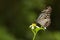 Milkweed butterfly (butterfly series)