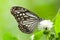 Milkweed butterfly feeding on white flower