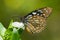 Milkweed butterfly feeding on white flower