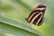 Milkweed Butterfly on leaf