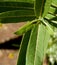 Milkweed closeup