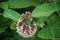 Milkweed closeup with honeybee