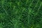 Milkweed cypress close-up. green grassy background