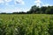 Milkweed Field at Thompson Park