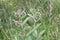 Milkweed flower Asclepias syriaca