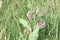 Milkweed flower Asclepias syriaca