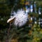 Milkweed flower in fall