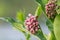 Milkweed Flower portrait just beginning to bloom in late spring