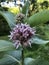 Milkweed Flowers