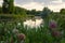 Milkweed Flowers Asclepias speciosa At Edge of River Outlet