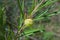 MILKWEED WITH HAIRY BALLOON SEED HUSK