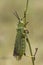 Milkweed Locust, Phymateus spec