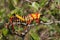 Milkweed locust on a plant