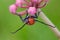 Milkweed longhorn beetle