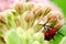 Milkweed Longhorn Beetle Plays Dead