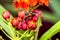 Milkweed plant, Asclepias \'Tuberosa\'