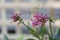 Milkweed plant blooming in the garden