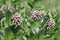 Milkweed Plant-Flowering Asclepias syriac