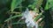 Milkweed Plant Seed Bursting From A Seed Pod