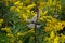 Milkweed plant seed pods with a backdrop of goldenrod.