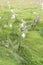 Milkweed Plants with seed pods opening