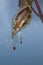 Milkweed pod with brown seeds and white fluff on a blue background in rural Minnesota