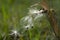 A milkweed pod dispersing seeds in a breeze