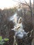 Milkweed pod seed pods explode in the autumn wind