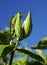 Milkweed Pods