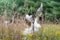 Milkweed Pods burst to release their seeds.