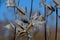 Milkweed pods, seeds and silk on bright autumn day.