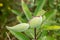 Milkweed Pods On A Stem