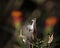 Milkweed seed