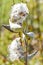 Milkweed Seed Pods in the Fall