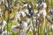 Milkweed Seed Pods in the Fall