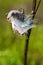 Milkweed Seedpod