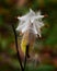 Milkweed seedpod exploding