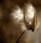 Milkweed seeds blowing in autumn breeze.