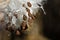 Milkweed Seeds Hanging from the Pod